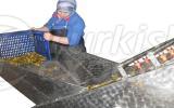 Stainless  Type Screening Machine
