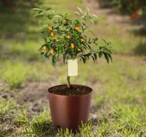 Kumquat Sapling