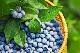 Blueberries