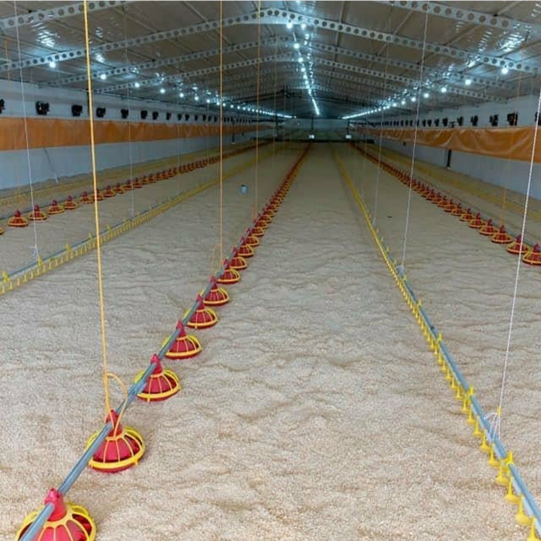 Chicken Poultry Automatic Feeder Systems ( Broiler Feeding Systems )