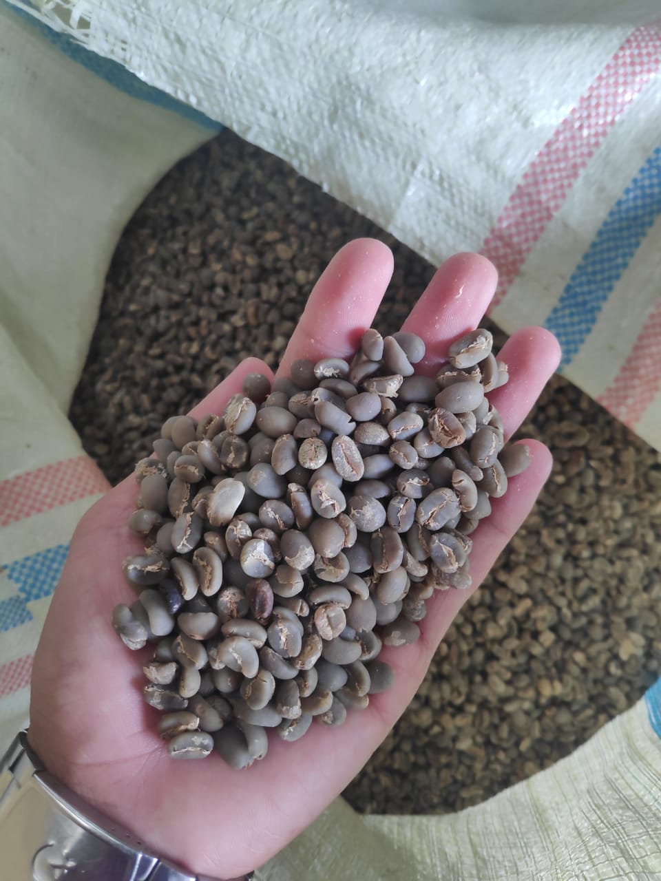 Arabica Gayo Grade 1 