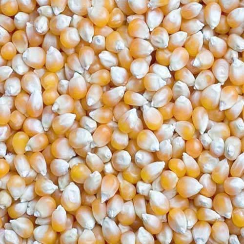 Maize (corn)