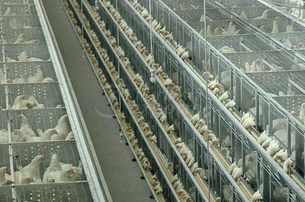 Chick and Springer Grower Facility