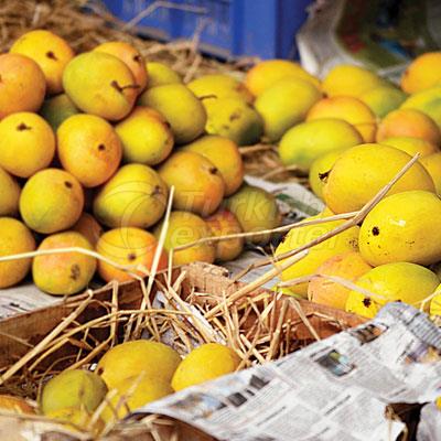 organic Alphonso mangoes