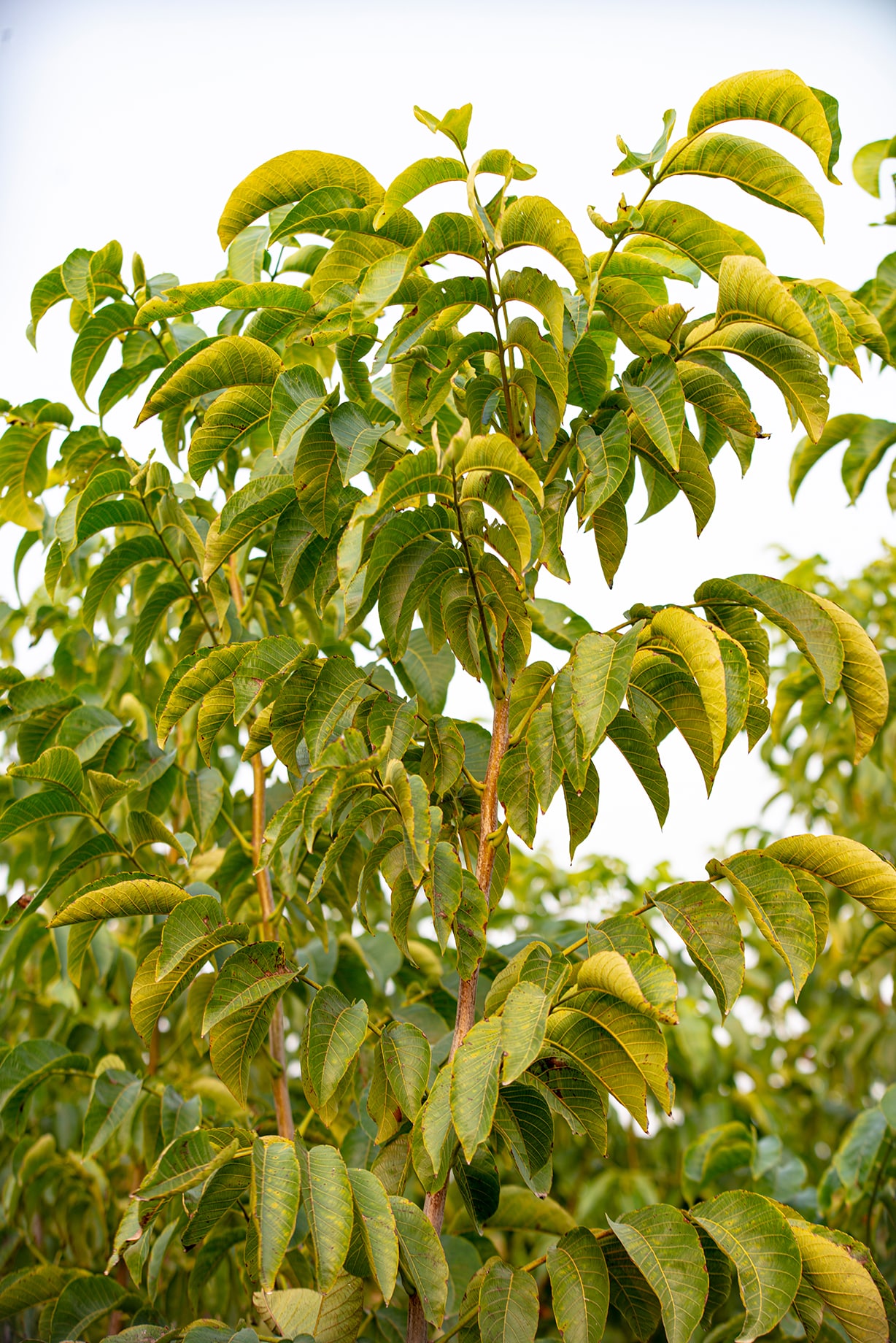 Jeune arbre de noyer de Fernette