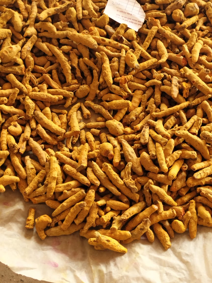 Turmeric