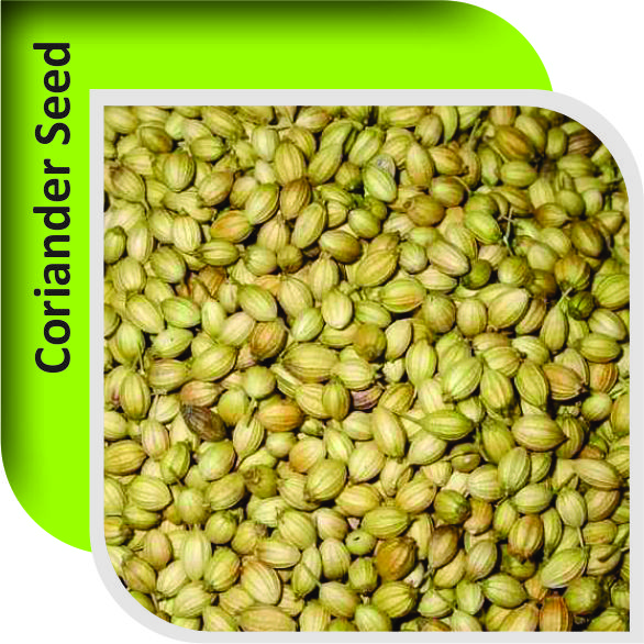 CORIANDER SEEDS