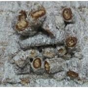 Coconut Dried Layers Of Fruit Pulp