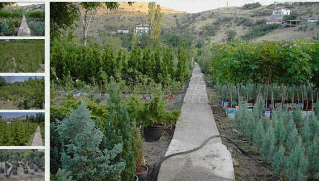 vivero de árboles