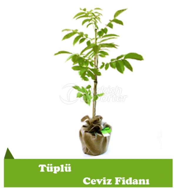 Tüplü Ceviz Fidanı