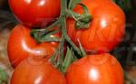 Tomates