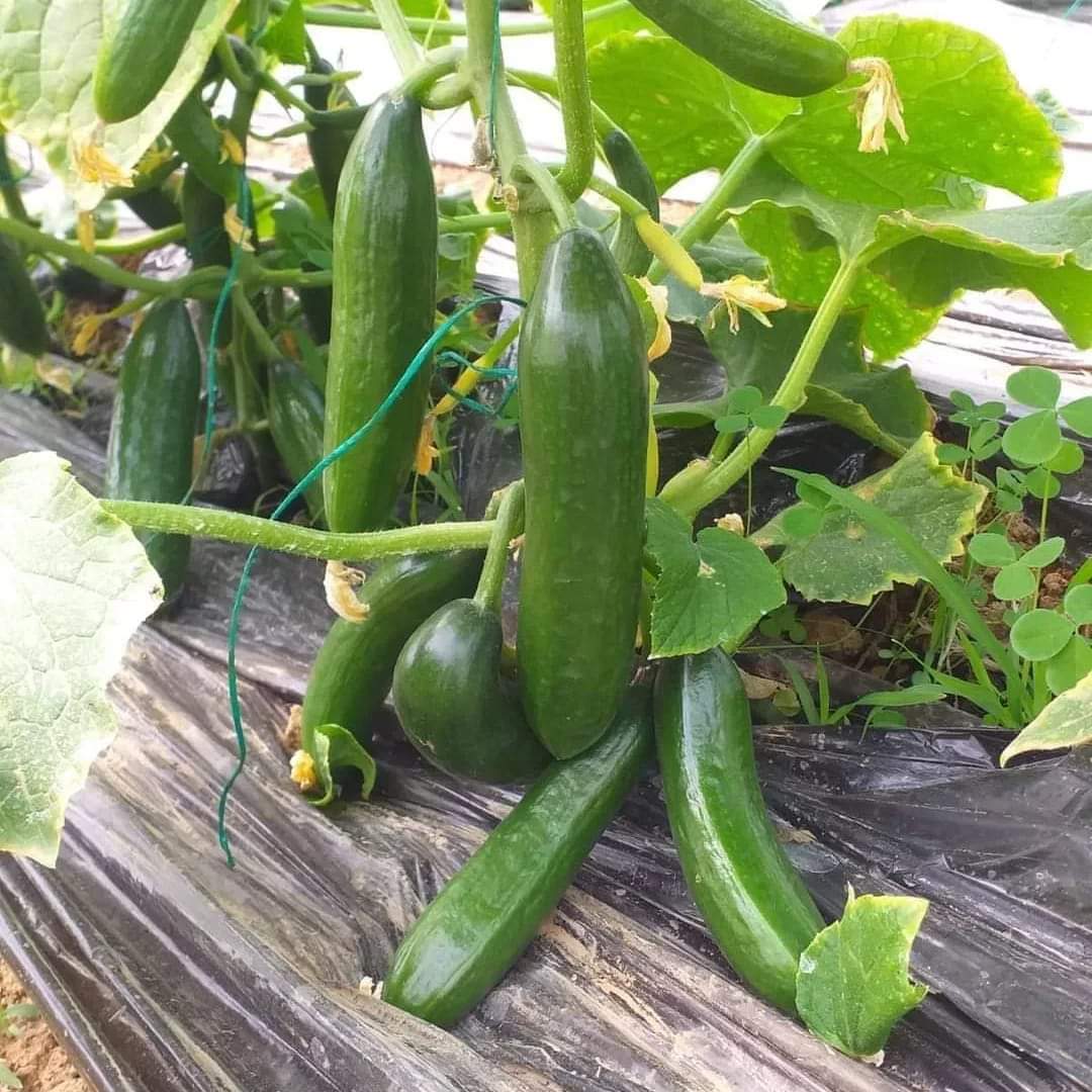 cucumber