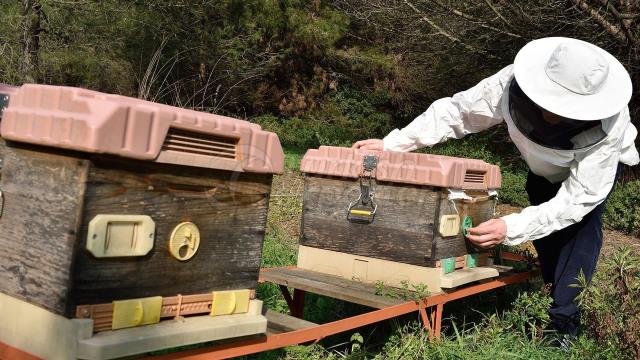 Produits d'abeille