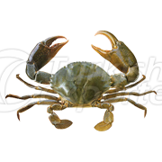 Crab
