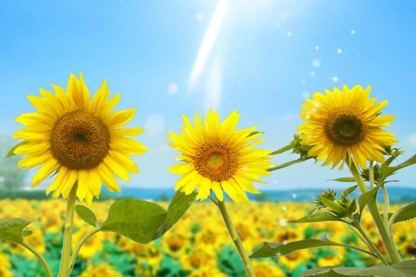 GRAINES DE TOURNESOL