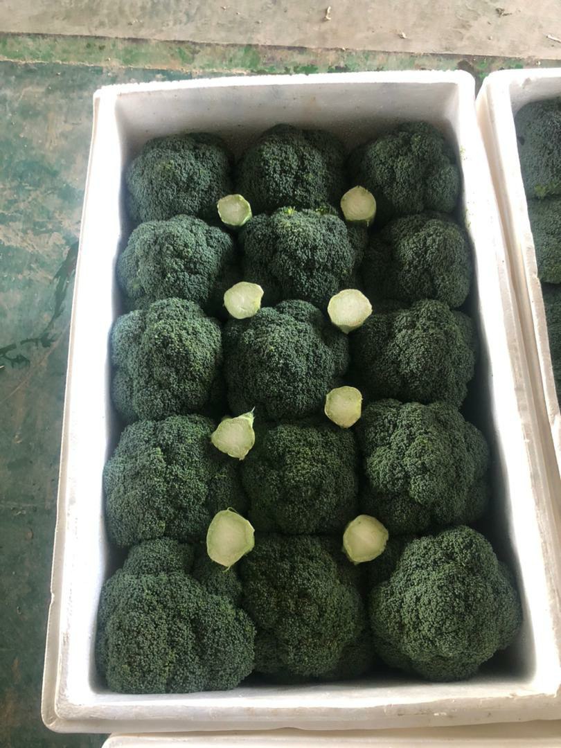 BROCCOLI