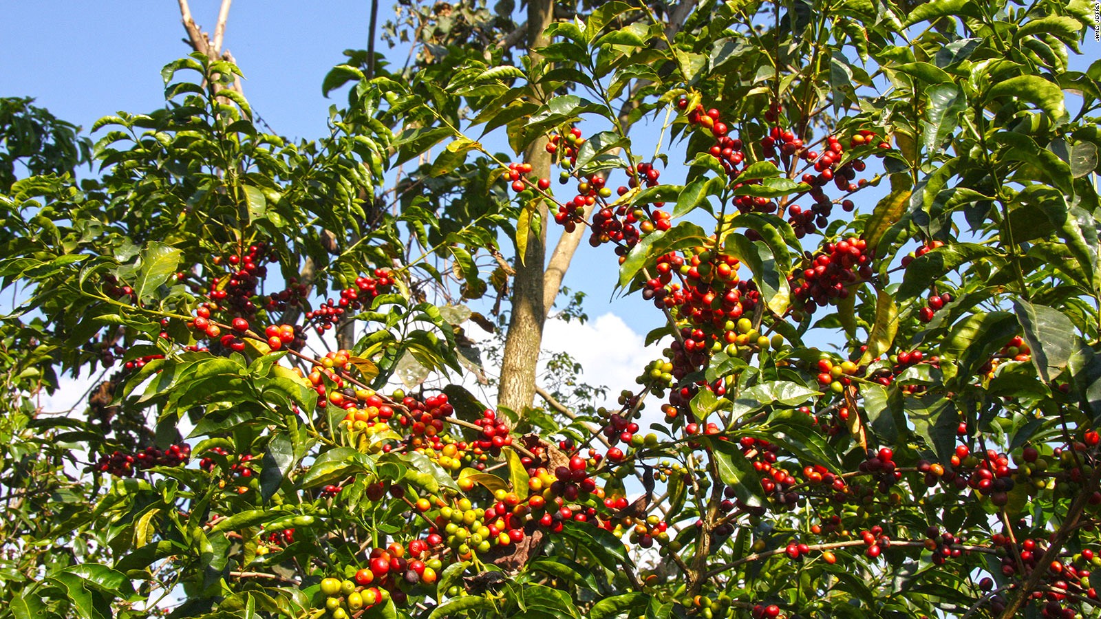 Ethiopian Guji Arabica Coffee