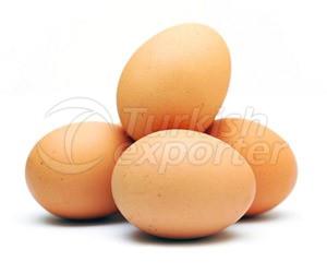 Egg Production