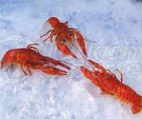 Crayfish