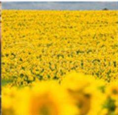 Oilseeds And Cereals