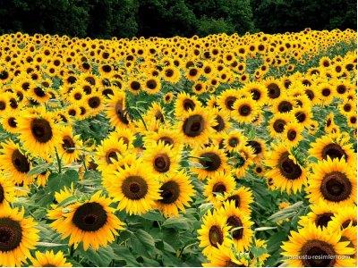 Sunflower Oil