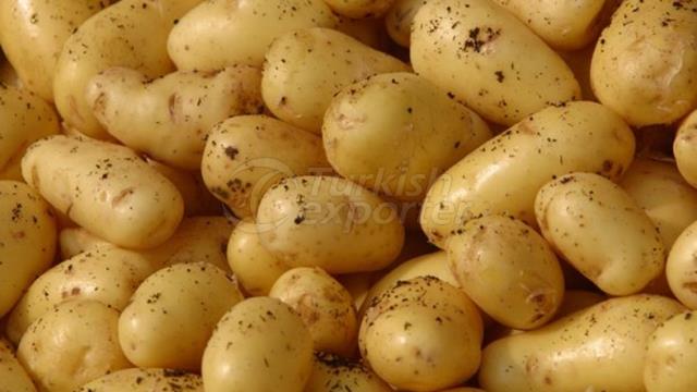 Patates