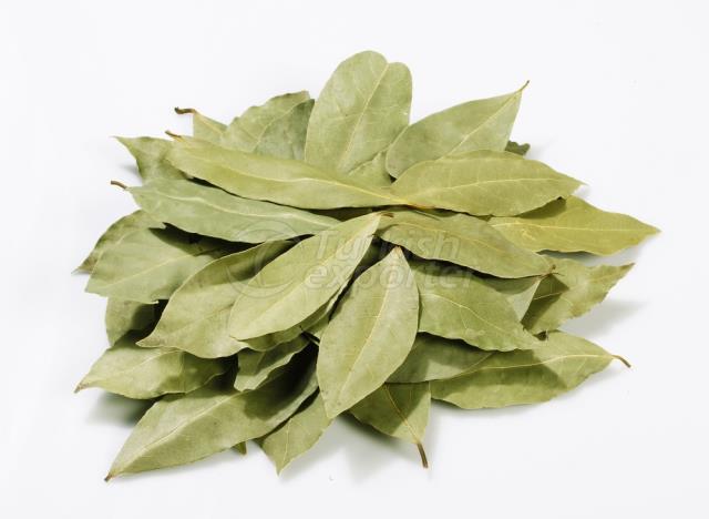 Bay Leaf