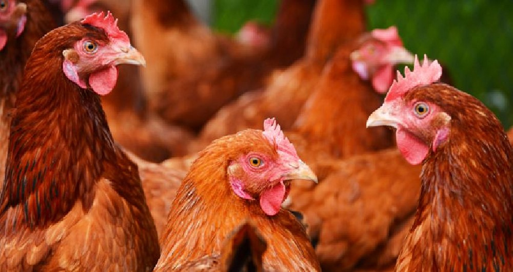 Broiler Finisher Feeds