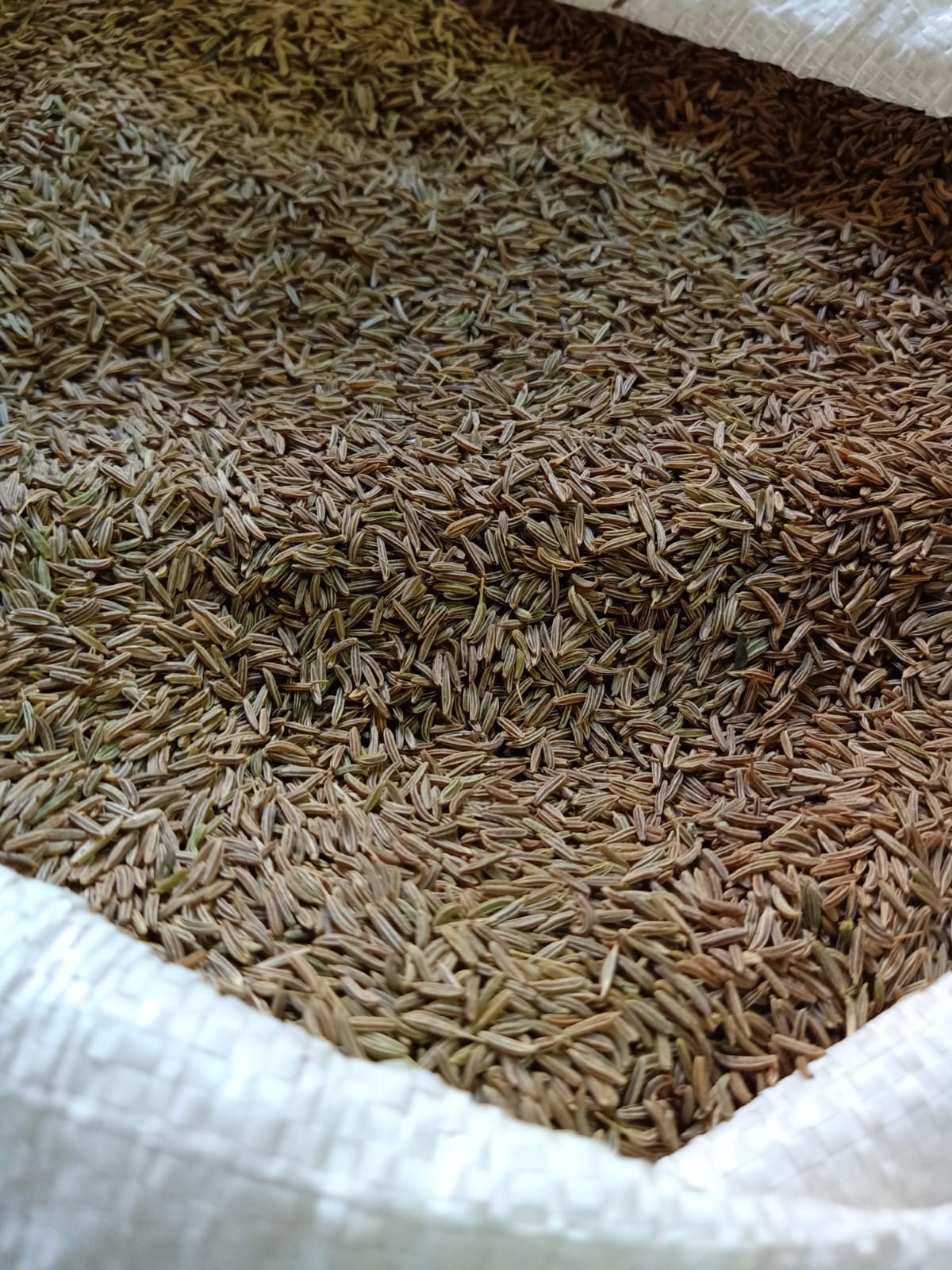 Caraway