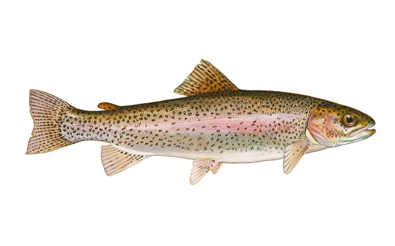 Trout Fish