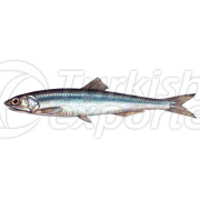 Anchovy Fish