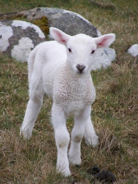Started Lamb Feed