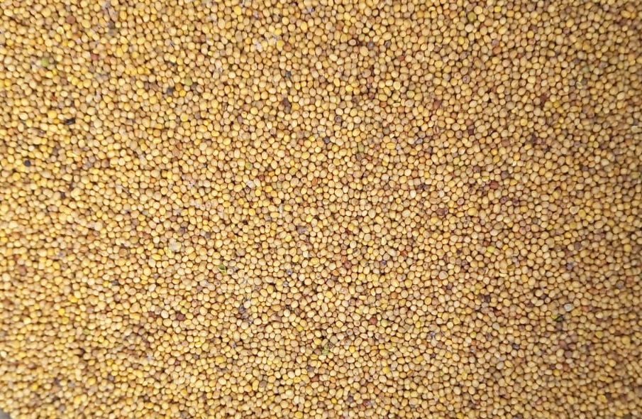 Yellow mustard seeds (Brassica Juncea)