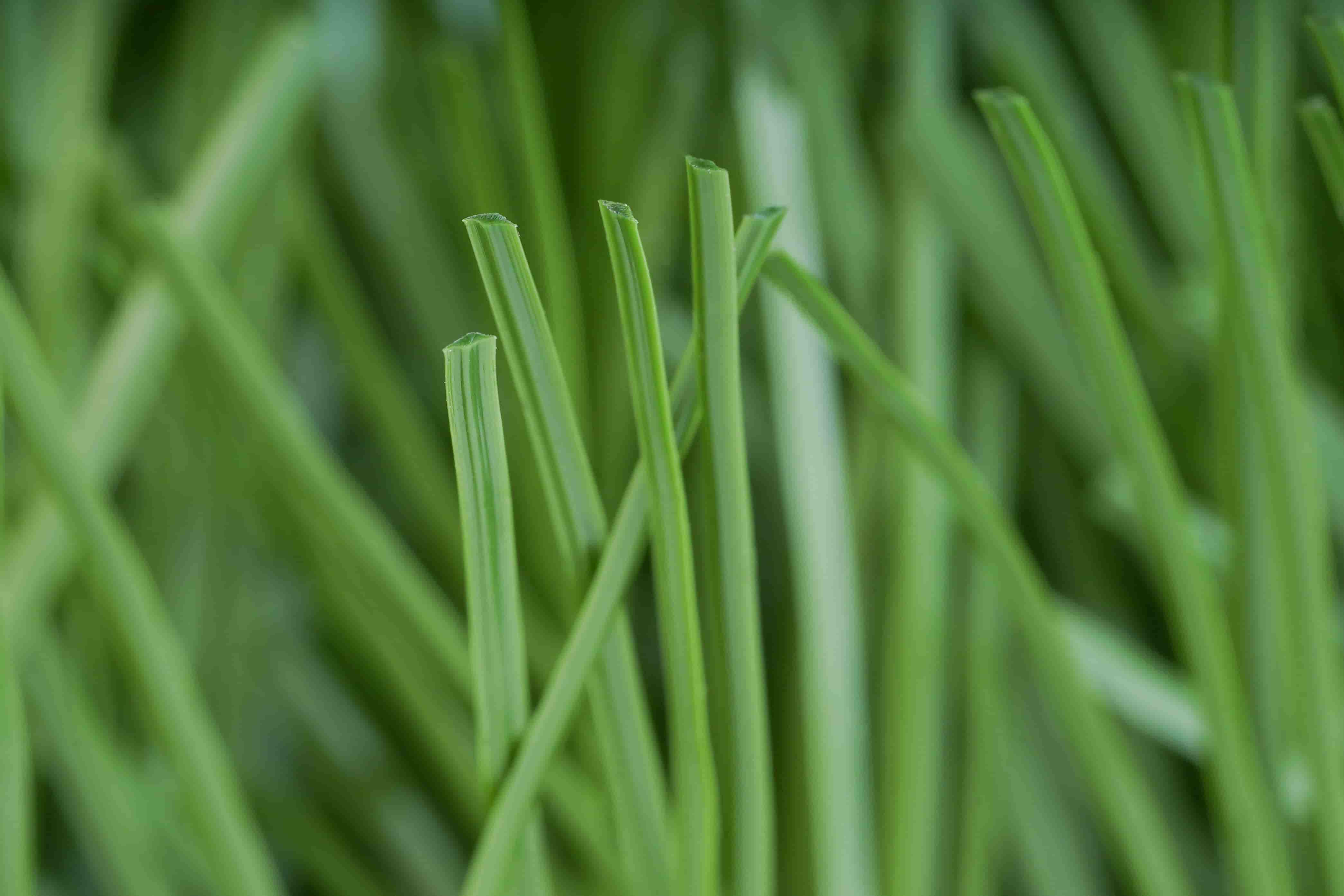 Synthetic Turf