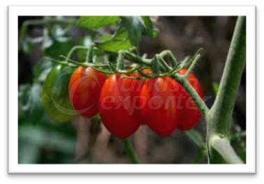 Bonbons, tomates