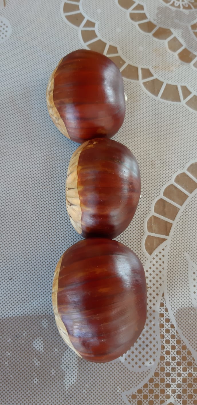 Kestane