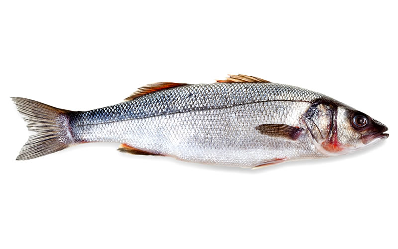 Sea Bass