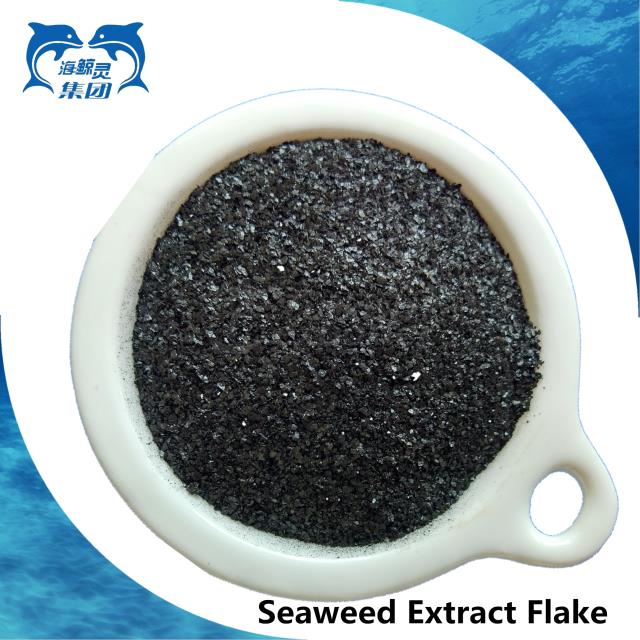 Organic Seaweed Extract Powder