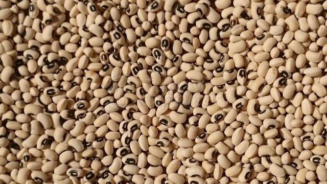 Madagascar Origin Black Eye Bean