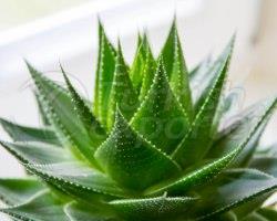 Aloe Vera Extract