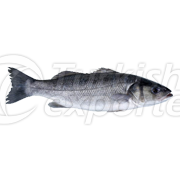 Sea Bass