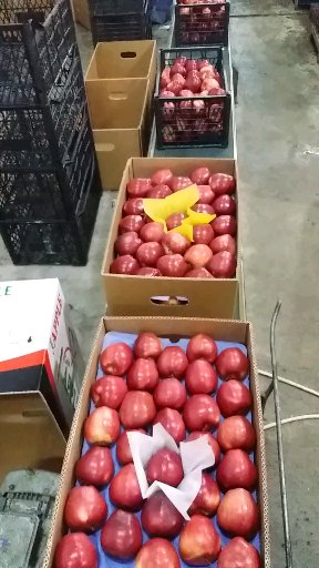 Fresh apple