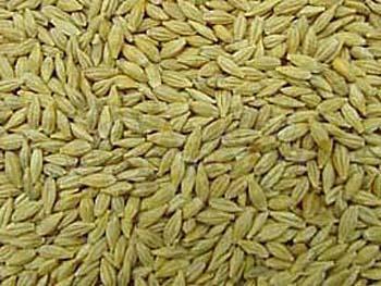 BARLEY (ARPA)