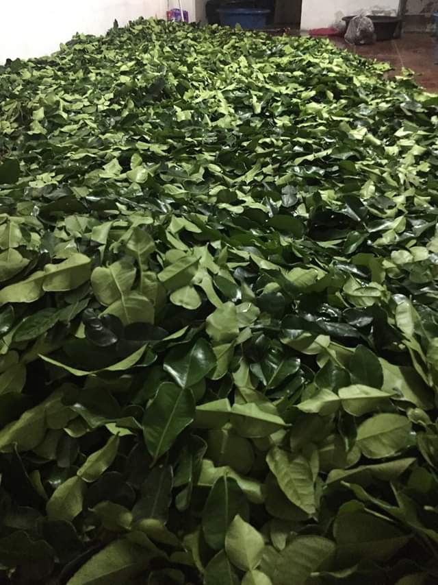 Dried Kaffir Lime Leaves