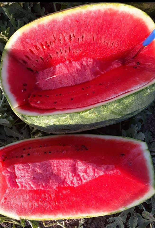 watermelon