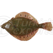 Halibut