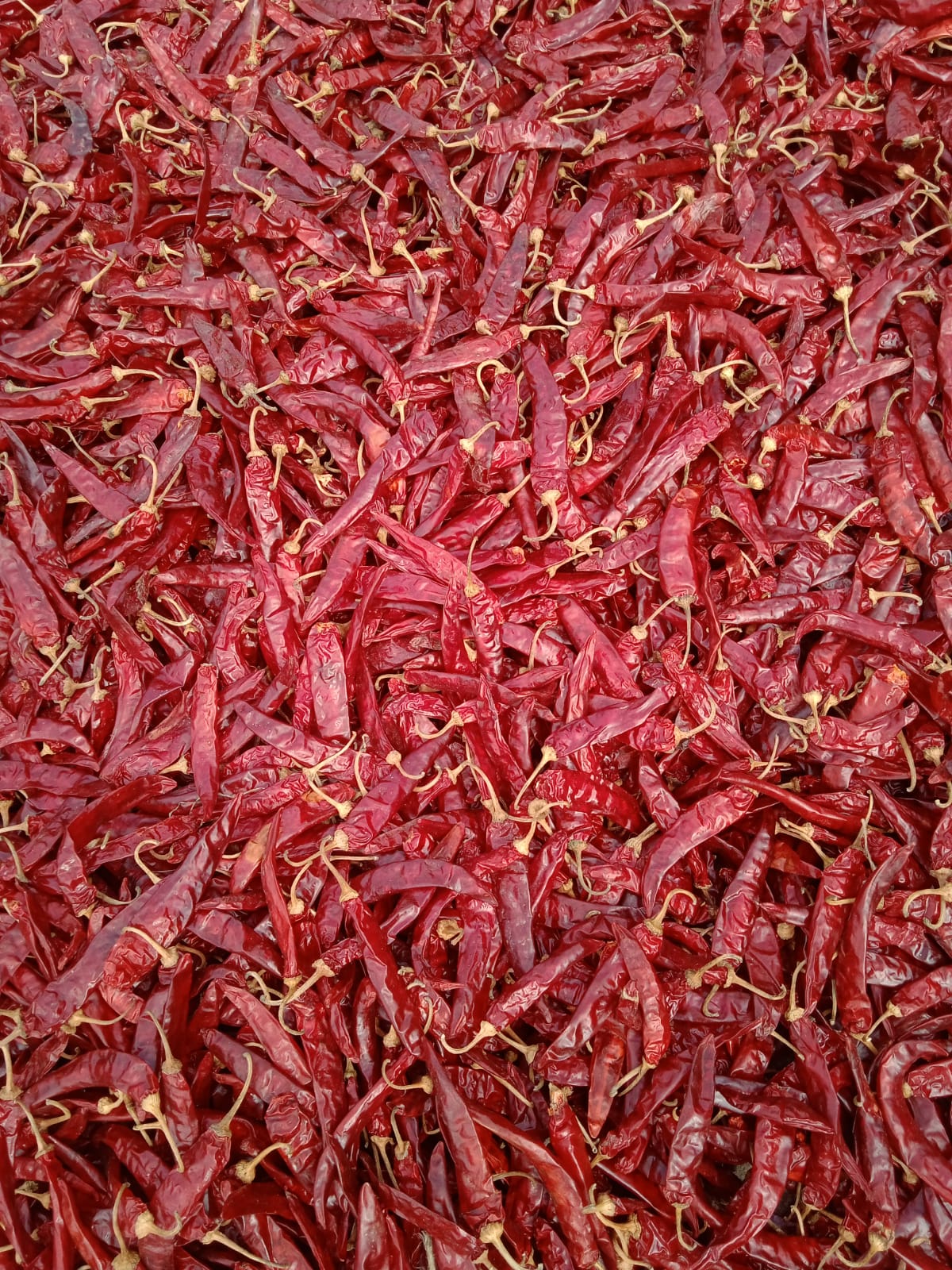 Red Chilli Whole 