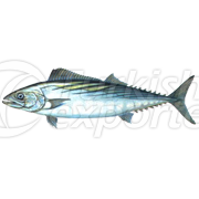 Toric Fish