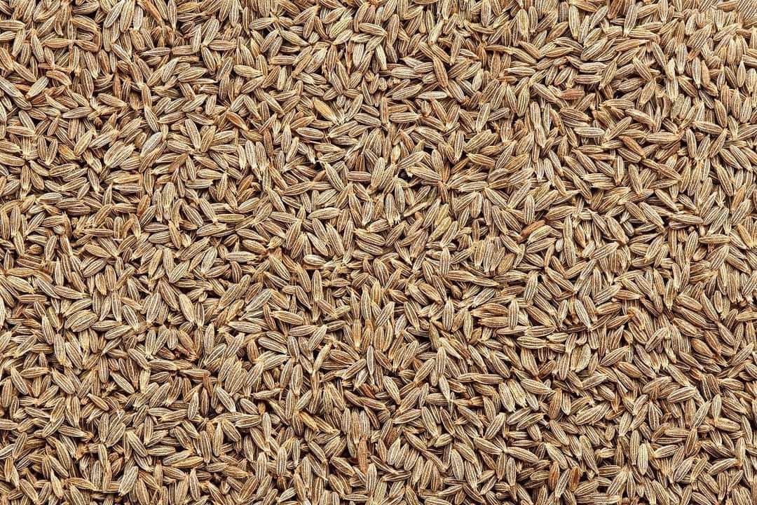 Cumin seed