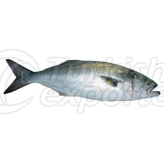 Large Bluefish